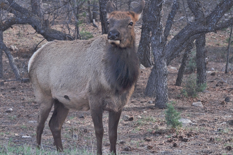 elk